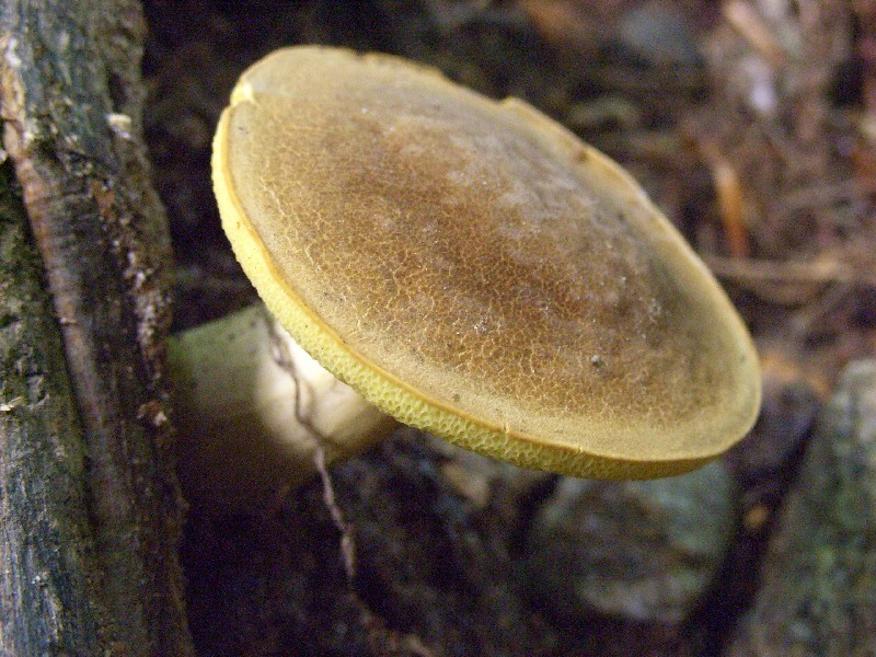 lepiota ignivolvata e nuova determinazione